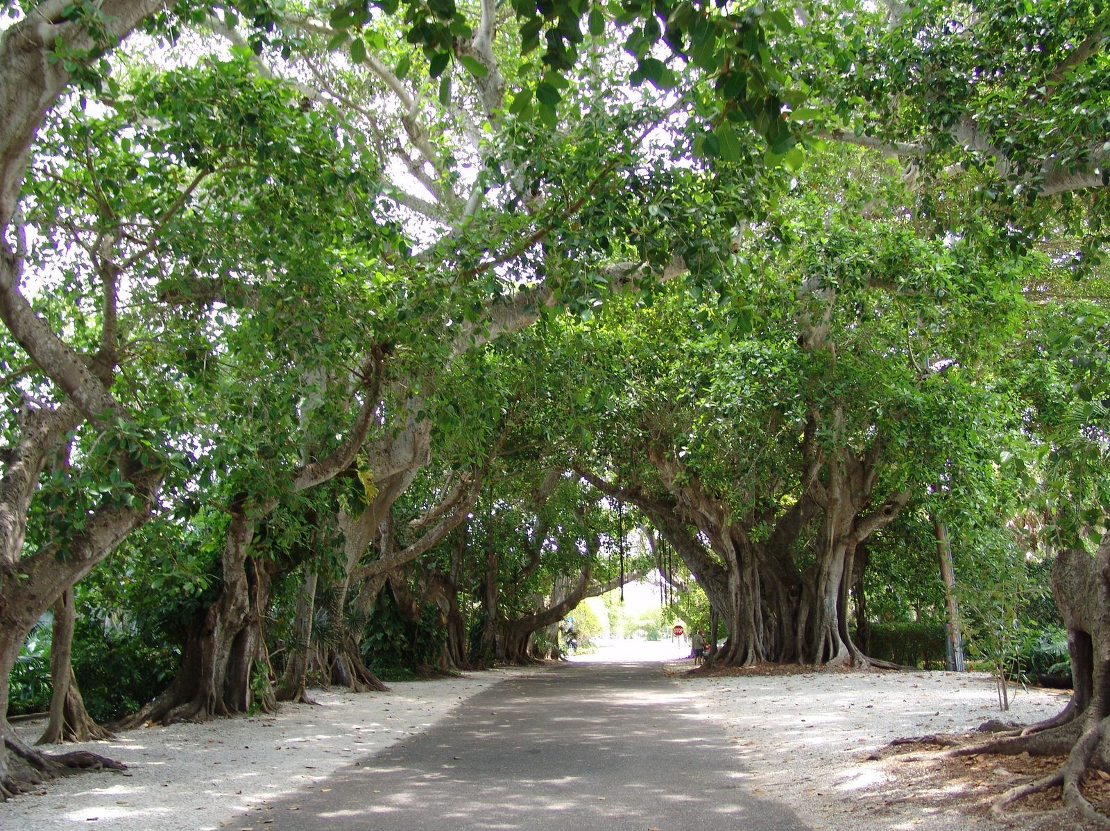 A tree-canopied path, symbolic of shared growth